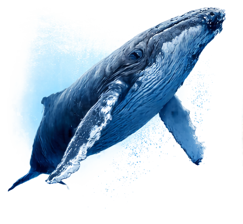 Ballena - Ecosistema Marino